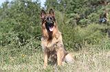 BERGER ALLEMAND 110